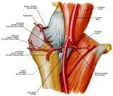 Anatomie: heup,bovenbeen,knie,onderbeen,enkel,voet,acetabulum,collum femoris,trachanter,femur,epicondyl,meniscus,kruisband,cruciate ligament,patella,knieschijf,tibia,fibula,malleolus,talus,calcaneus,tarsus,metatarsus,phalanx,falanx,quadriceps femoris,rectus femoris,sartorius,tensor fasciae latae,tractus iliotibialis,biceps femoris,gastrocnemius,semimembranosus,semitendinosus,soleus,suralis,vena saphena parva,vena saphena magna,sciatic,ischiadicus,peronea